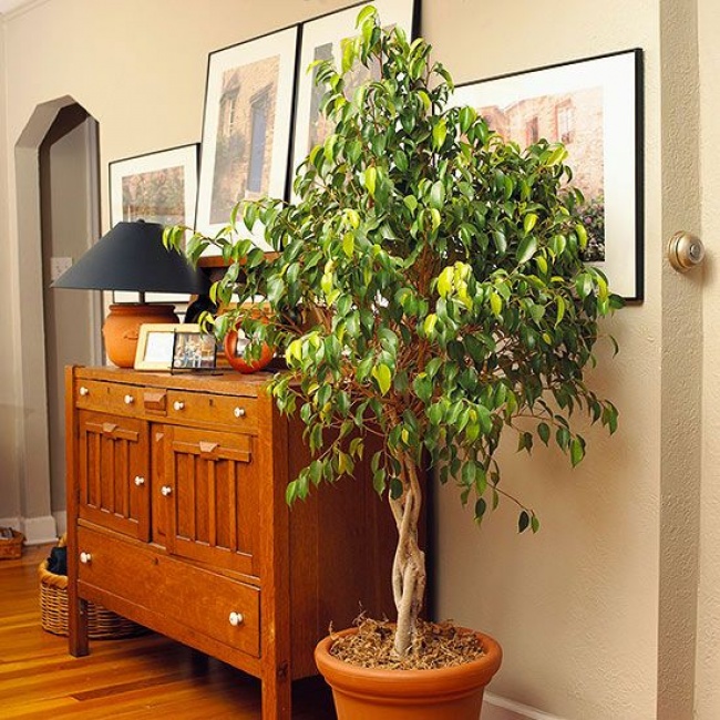 Фикус бенджамина (Ficus benjamina) - Растения для каждой из комнат Фикус бенджамина (Ficus benjamina) - Растения для комнат