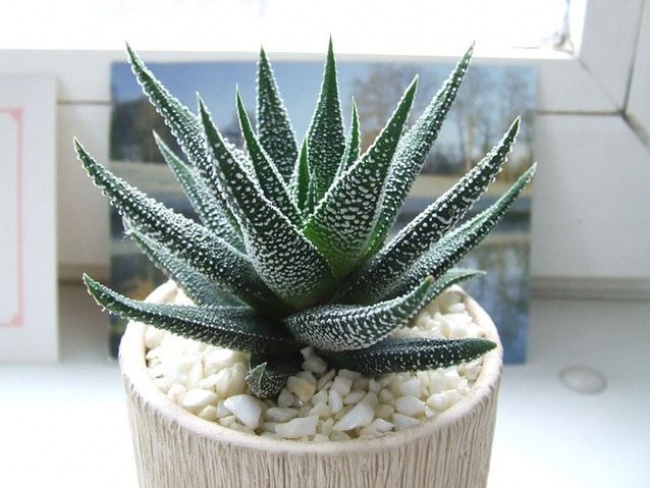 Алоэ Вера (Aloe vera) - Растения для каждой из комнат Алоэ Вера (Aloe vera) - Растения для комнат