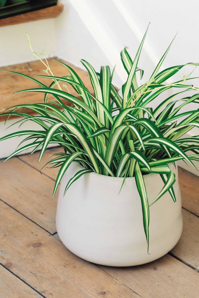 Хлорофитум (Chlorophytum comosum) - Растения для каждой из комнат Хлорофитум (Chlorophytum comosum) - Растения для каждой из комнат