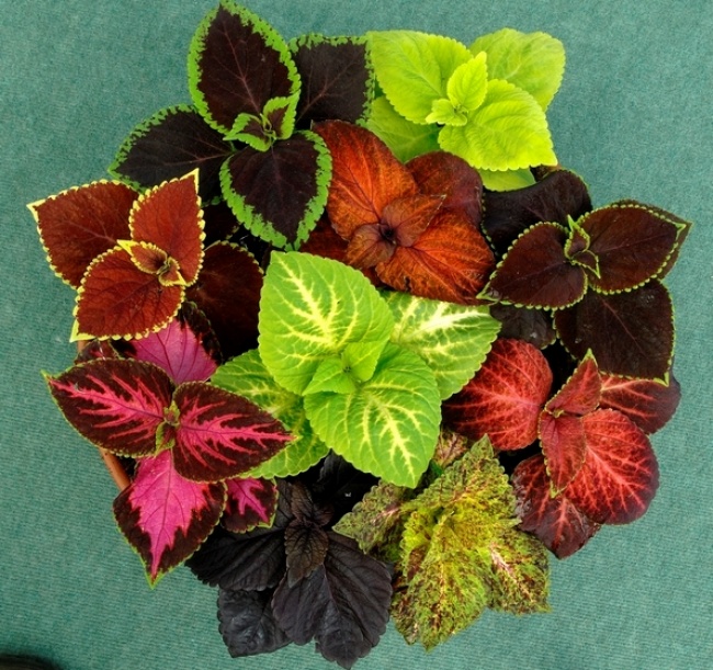 Колеус (Solenostemon) - Растения для каждой из комнат Колеус (Solenostemon) - Растения для комнат