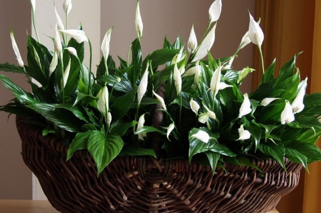 Лилия мира (Spathiphyllum) - Растения для каждой из комнат Лилия мира (Spathiphyllum) - Растения для комнат