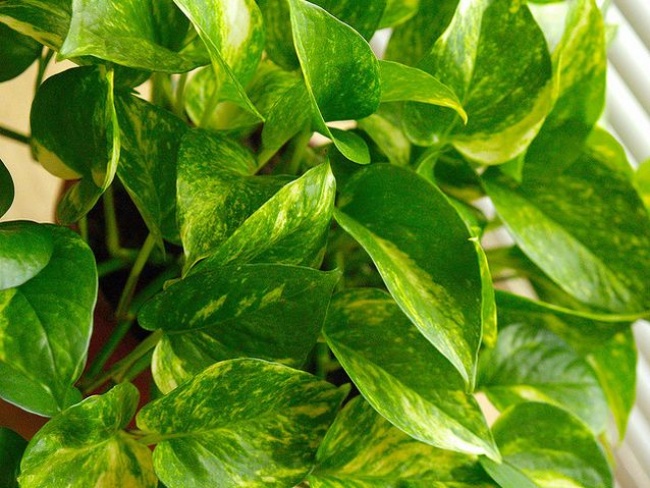 Золотой потос (Scindapsus aures) - Растения для каждой из комнат Золотой потос (Scindapsus aures) - Растения для комнат
