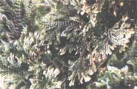 Селагинелла Мартенса - Selaginella martensii 