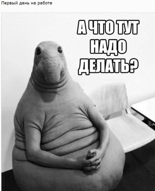 Ждун — самый милый мем Ждун — самый милый мем