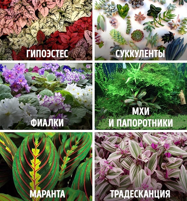 Сказочный мини-сад своими руками Сказочный мини-сад своими руками