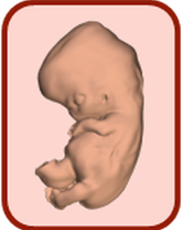 3D атлас эмбрионального развития