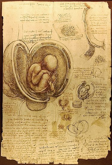 Эмбрион человека. Рисунок Леонардо да Винчи (ок. 1510—1513)