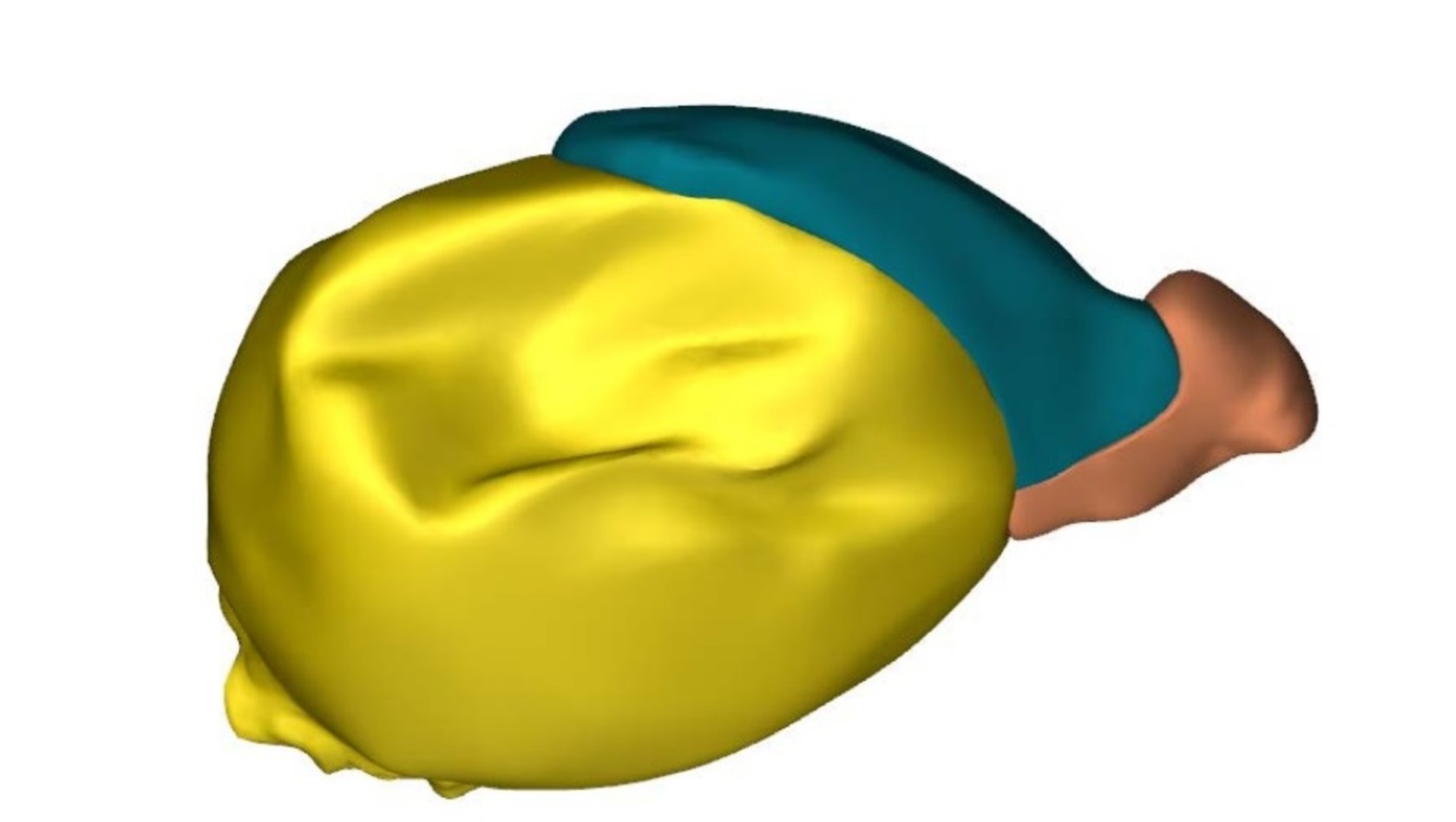 3D атлас эмбрионального развития 3D атлас эмбрионального развития