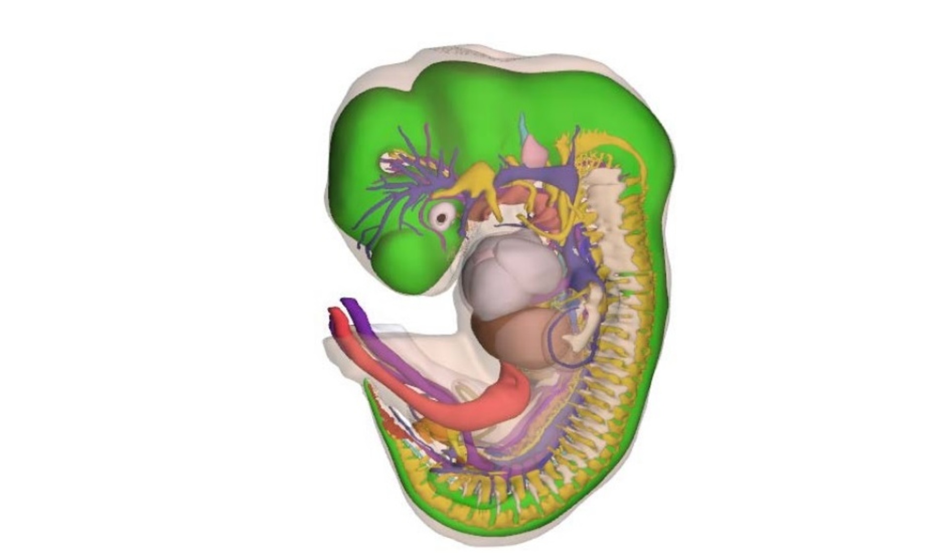 3D атлас эмбрионального развития