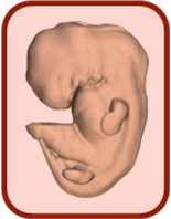 3D атлас эмбрионального развития