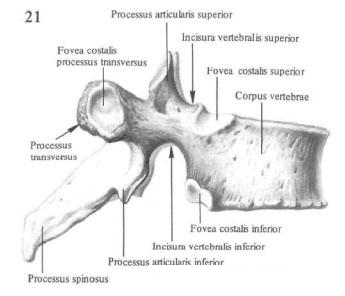 Рисунок 1