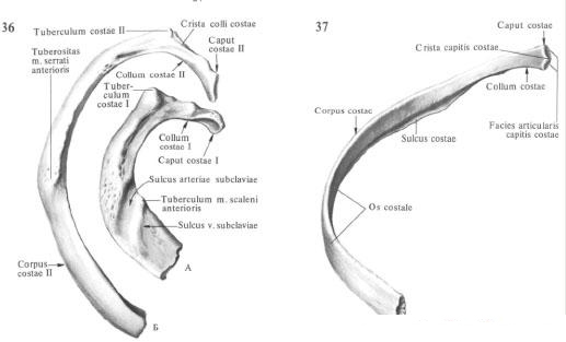 Рисунок 1