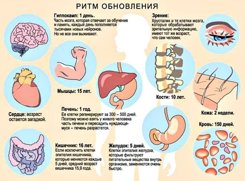 Ритмы обновления организма человека Ритмы обновления организма человека