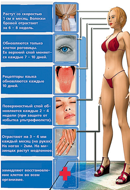 Ритмы обновления организма человека