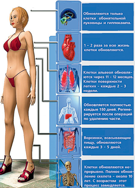 Ритмы обновления организма человека