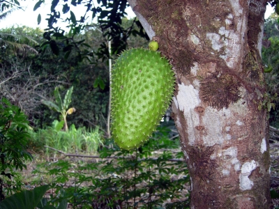 Гуанабана или плод дерева гравиола - фрукт, который лечит рак