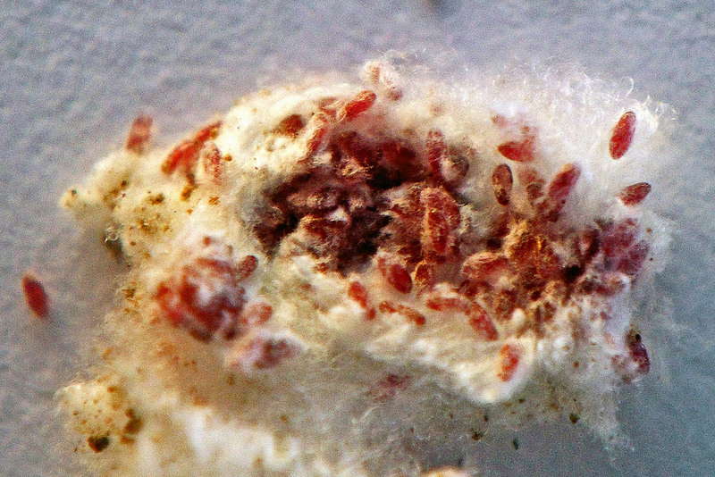Coca Cola под микроскопом