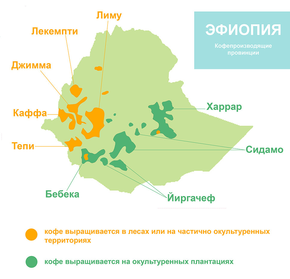 Как разобраться в сортах кофе? Сорта кофе