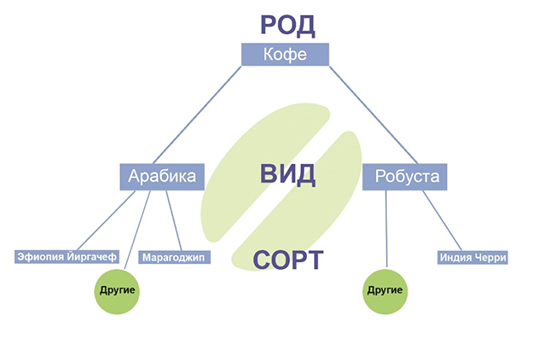 Как разобраться в сортах кофе? Сорта кофе