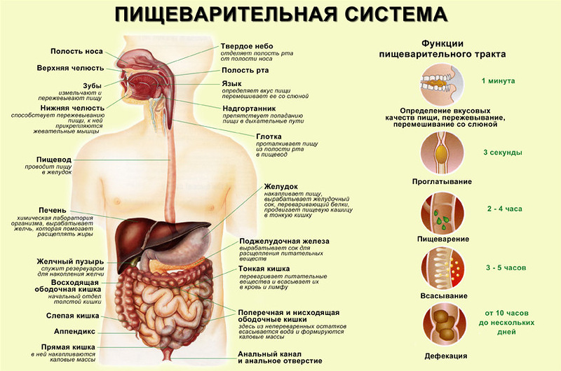 Сколько переваривает пища