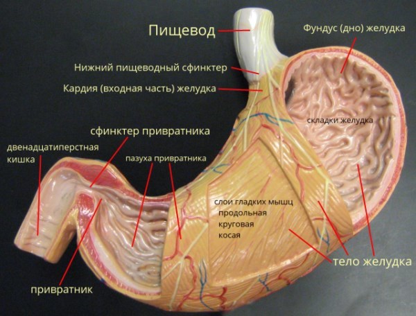 Защита желудка Невероятные факты о человеческом теле. Внутренние органы. Защита желудка Невероятные факты о человеческом теле. Внутренние органы.
