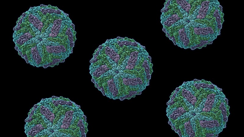 Дюжина удивительных фактов о вирусах Удивительные факты о вирусах