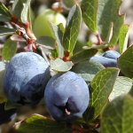 Голубика обыкновенная - Vaccinium uliginosum