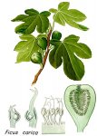 Инжир обыкновенный - Ficus carica L.