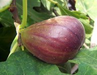 Инжир обыкновенный - Ficus carica L.