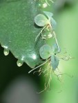 Каланхоэ перистое - Kalanchoe pinnata