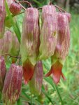 Каланхоэ перистое - Kalanchoe pinnata