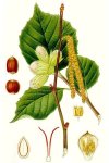 Лещина обыкновенная - Corylus avellana