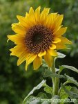 Подсолнечник маслянистый – Helianthus annuus