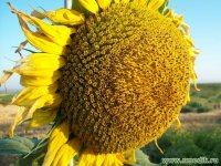 Подсолнечник маслянистый – Helianthus annuus