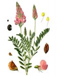 Эспарцет посевной - Onobrychis viciifolia