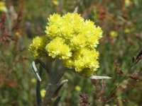 Бессмертник песчаный, цмин – Helichrysum arenarium L.