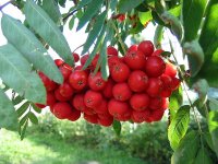 Рябина обыкновенная - Sorbus aucuparia