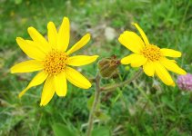 Арника горная – Arnica montana L.