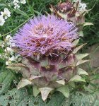 Артишок посевной – Cynara scolymus L.