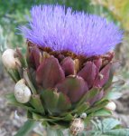 Артишок посевной – Cynara scolymus L.