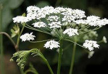 Бедренец камнеломковый – Pimpinella saxifraga L.