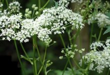 Бедренец камнеломковый – Pimpinella saxifraga L.