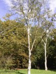 Береза плосколистная – Betula platyphylla sucacz.