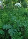 Борщевик рассеченный – Heracleum dissectum L.