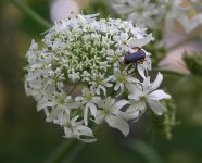 Борщевик рассеченный – Heracleum dissectum L.