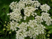 Борщевик шерстистый – Heracleum lanatum М.