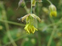 Василистник малый – Thalictrum minus L.