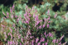 Вереск обыкновенный – Calluna vulgaris Hull.