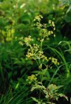 Володушка длиннолучевая – Вupleurum longiradiatum Т.