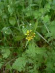 Гулявник лекарственный – Sisymbrium officinale Scop. - соцветие